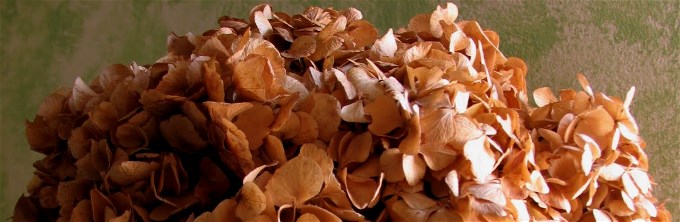Fiorista Pedranzini Fiorista Pedranzini