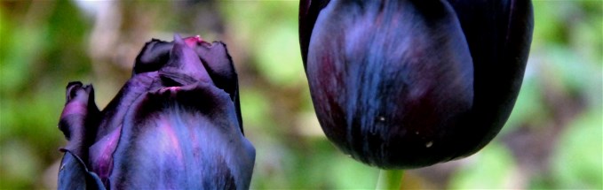 Fiorista Pedranzini Fiorista Pedranzini