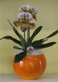 Fiorista Pedranzini