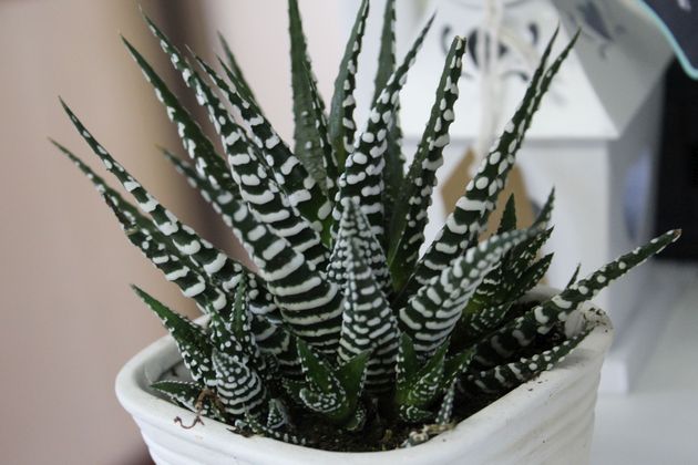 Fiorista Pedranzini - Piante Grasse