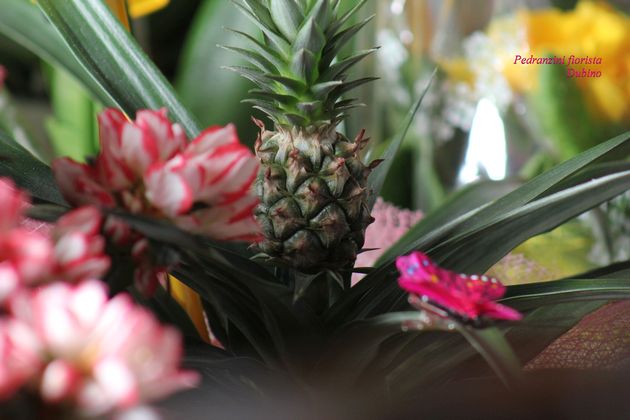 Fiorista Pedranzini - Piante Grasse